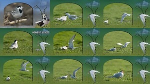 klicke hier, um die Datei herunterzuladen Sterna hirundo