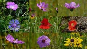 Wildflowers - Wildblumen