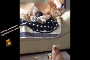 Grappige honden en katten - Lustige Hunde und Katzen