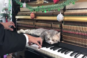 Katze liebt Weihnachtsmusik