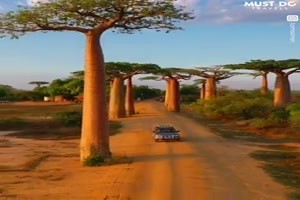 Unter Baobab Baeumen