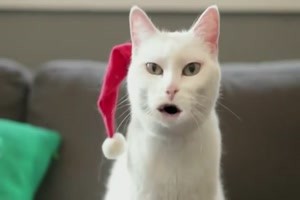 Katze mit Weihnachtssong