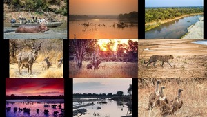 Luangwa Park - Sambia