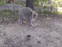 Katz, Maus und Huhn