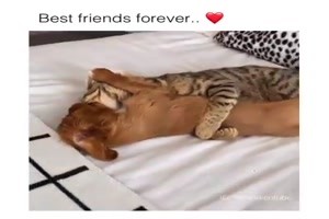 Beste Freunde