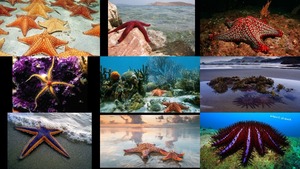 klicke hier, um die Datei herunterzuladen Zeesterren - Seesterne