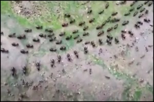 Organisierte Ameisen