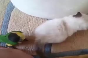 Kanarienvogel neckt die Katze