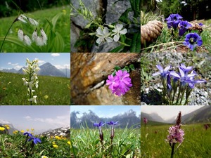 Alpenflora-9