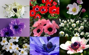 klicke hier, um die Datei herunterzuladen Anemones - Anemonen