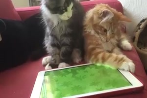 Katzen-Spiel auf dem Tablet