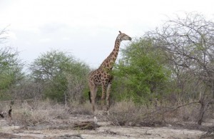 Impressionen aus Namibia 6