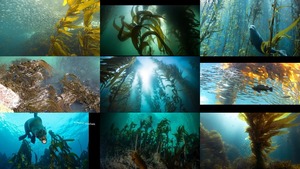 klicke hier, um die Datei herunterzuladen Kelp - Seetang