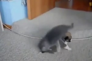 Fiese Katzen attackieren Hunde