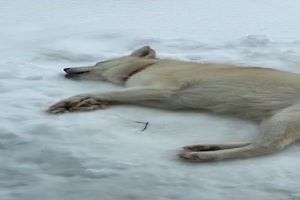 Hund schleckt entspannt Schnee