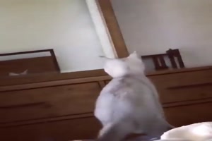 Katze entdeckt ihre Ohren im Spiegel