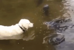 Retriever fängt einen Fisch