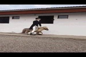 Lustiges Pferdchen