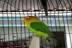 Jemand Interesse an meinem Papagei
