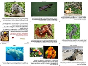klicke hier, um die Datei herunterzuladen ungewöhnliche Tiere - Tierwelt Australiens