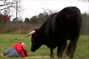 Kuscheln mit einer Kuh