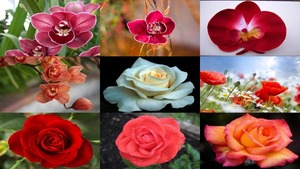 klicke hier, um die Datei herunterzuladen Des Fleurs pour la St. Valentin - Blumen zum Valentinstag