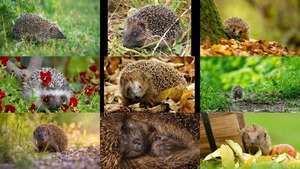 klicke hier, um die Datei herunterzuladen Egels - Igel