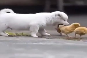 Lustiger Hund spielt mit Küken