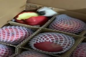 Hund frisst Apfel durch den Karton