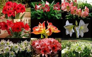 Amaryllis