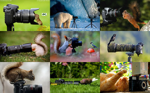 klicke hier, um die Datei herunterzuladen Animals & Cameras - Tiere & Kameras