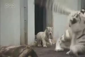 Kleiner Tiger erschreckt seine Mutter