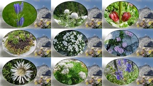 klicke hier, um die Datei herunterzuladen Bergbloemen - Bergblumen