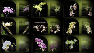 Orqudeas hermosas - Schne Orchideen