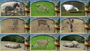 klicke hier, um die Datei herunterzuladen Zoo Stories - Zoo Geschichten