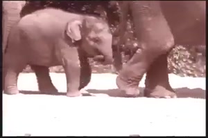 Elefanten vergessen nicht