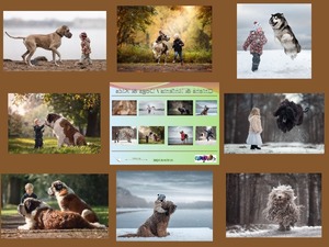 Dogs & Kids - Chiens & Enfants - Hunde & Kinder