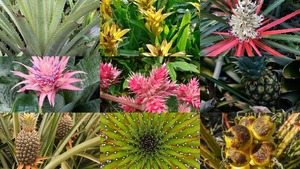 Bromelien