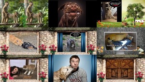 klicke hier, um die Datei herunterzuladen Lustige Tierbilder