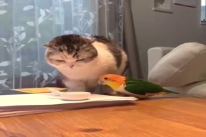 Katze und Vogel beobachten sich