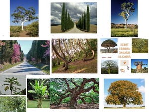 Trees-Arbres-Bume-Arboles...