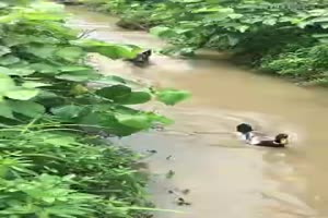 Schlaue Ente versteckt sich vor Schferhund
