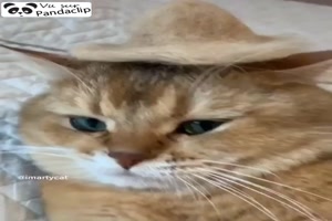 Hut aus Katzenfell