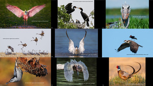 klicke hier, um die Datei herunterzuladen 2015 audub on photography awards1