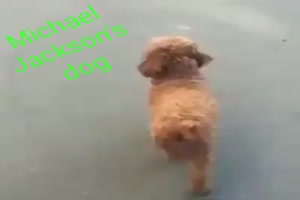 Michael Jackson´s dog
