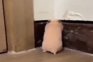 Hamster erschrecken