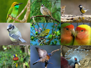 klicke hier, um die Datei herunterzuladen beautiful birds - schöne Vögel