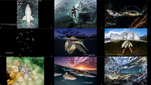 The Winners of Underwater Photographer of the Year 2018