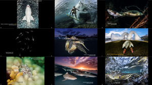 The-Winners-of-Underwater-Photographer-of-the-Year-2018.ppsx auf www.funpot.net