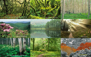 beautiful forests widescreen